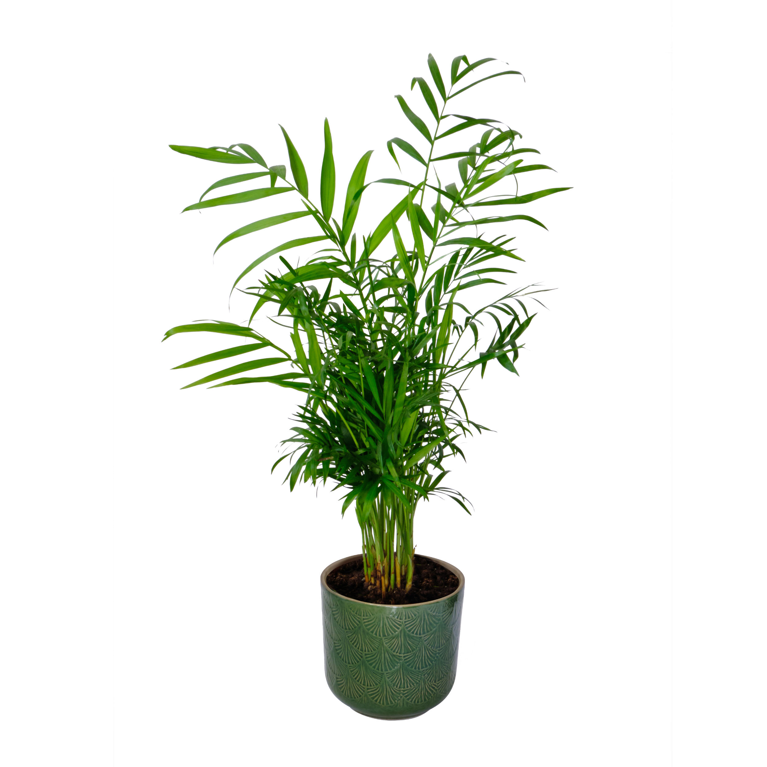 SCFloreal_pianta_Canna_d_oro_4829