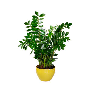Zamioculcas