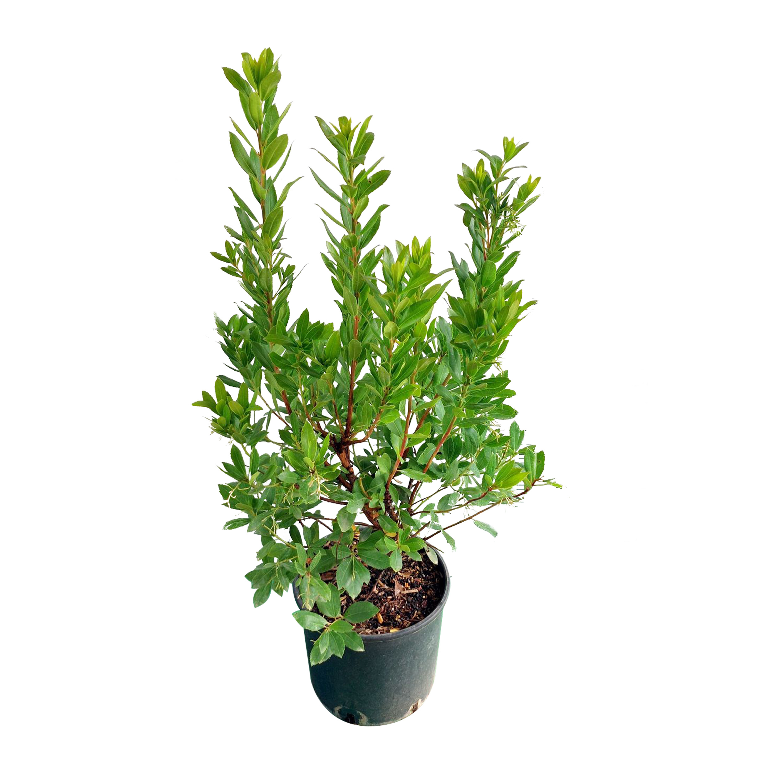 Corbezzolo-prov-1