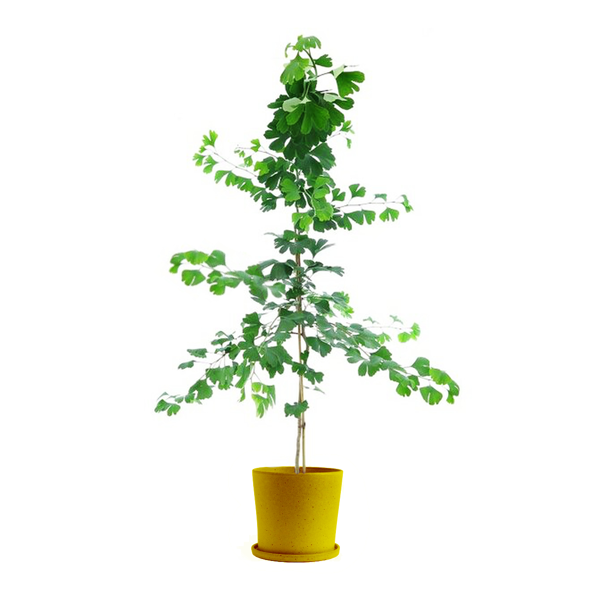 Ginkgo Biloba