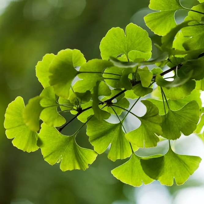 Ginkgo_Biloba-prov-2