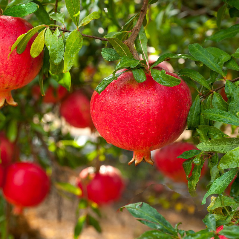 Ripe pomegranate fruit on tree branch