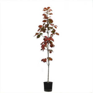 Quercia Rossa