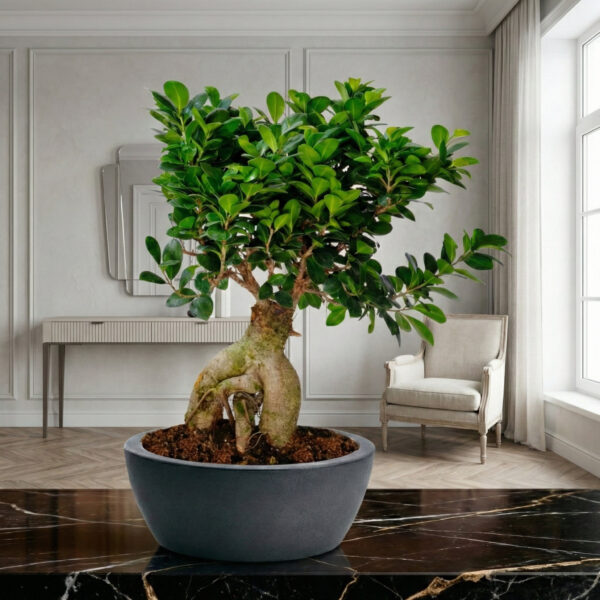 Bonsai in ambiente classico