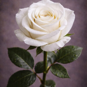 Rosa bianca a stelo lungo